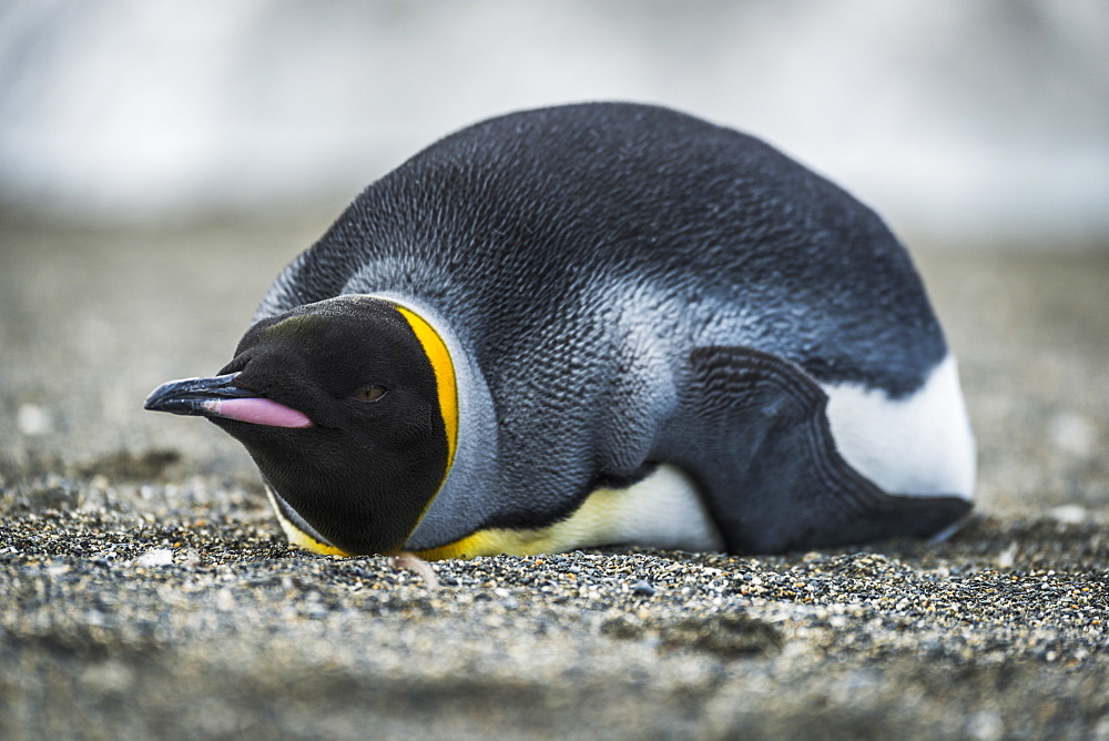 King Penguin (Aptenodytes Patagonicus) On Beach Looking At Camera, Antarctica