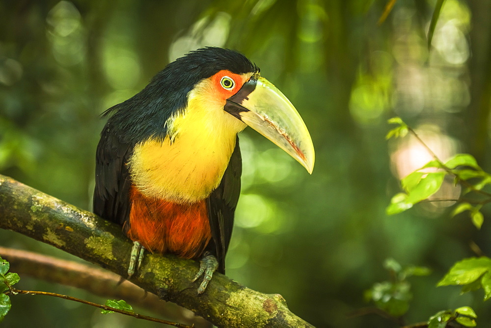 Green-Billed Toucan (Ramphastos Dicolorus) Perched On Branch In Forest, Parana, Brazil