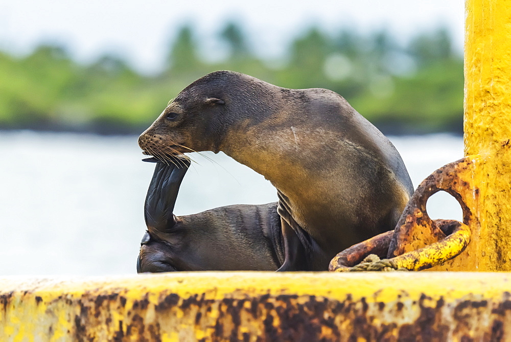 Galapagos Sea Lion (Zalophus Wollebaeki) Scratching Chin With Flipper, Galapagos Islands, Ecuador