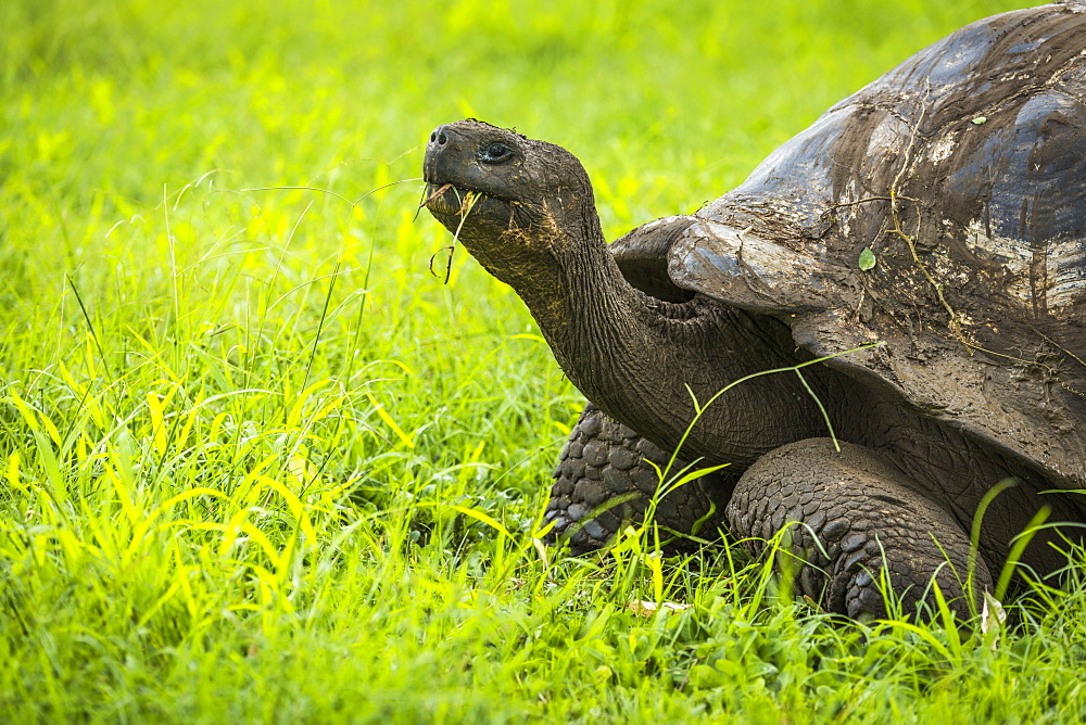 Galapagos Giant Tortoise (Chelonoidis Nigra) Chewing Grass In Field, Galapagos Island, Ecuador