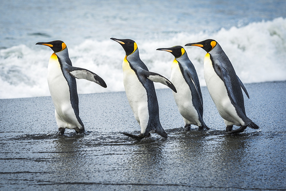 Four King Penguins (Aptenodytes Patagonicus) Walking Together On Beach, Antarctica