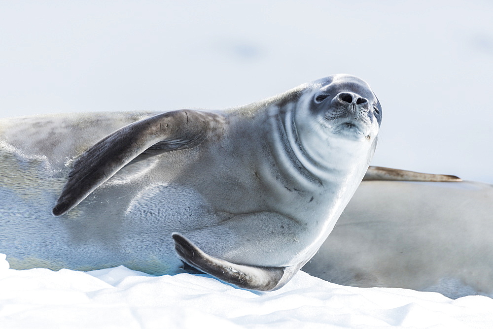 Crabeater Seal (Lobodon Carcinophaga) On Ice Looking At Camera, Antarctica