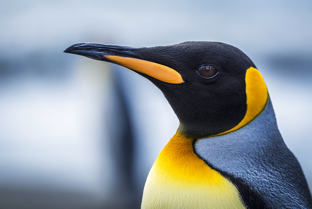 Close Up Of King Penguin (Aptenodytes Patagonicus), Antarctic