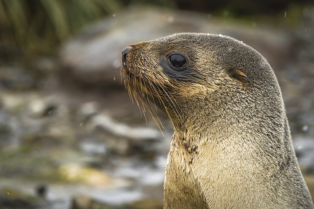 Close Up Of Antarctic Fur Seal (Arctocephalus Gazella) In Snow, Antarctica