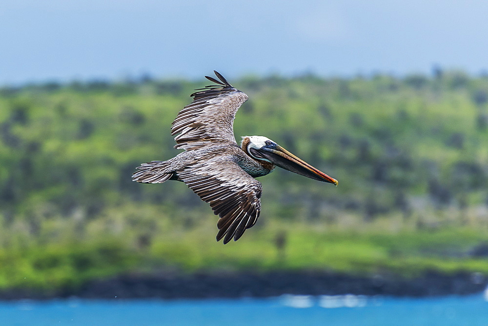 Brown Pelican (Pelecanus Occidentalis) Gliding Above Sea By Coast, Galapagos Islands, Ecuador