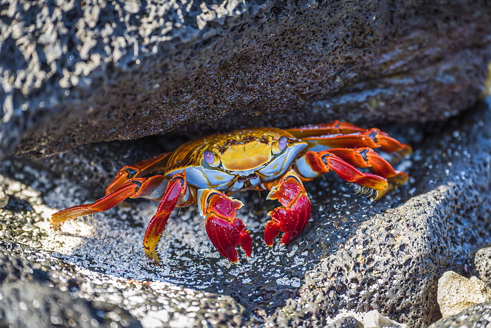 Adult Sally Lightfoot Crab (Grapsus Grapsus) Under Grey Rock, Galapagos Islands, Ecuador