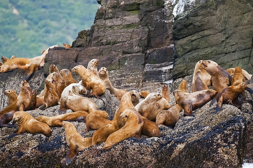 A Sea Lion (Eumetopias Jubatus) Haulout On The Pacific Side Of Katmai National Park, Alaska, United States Of America