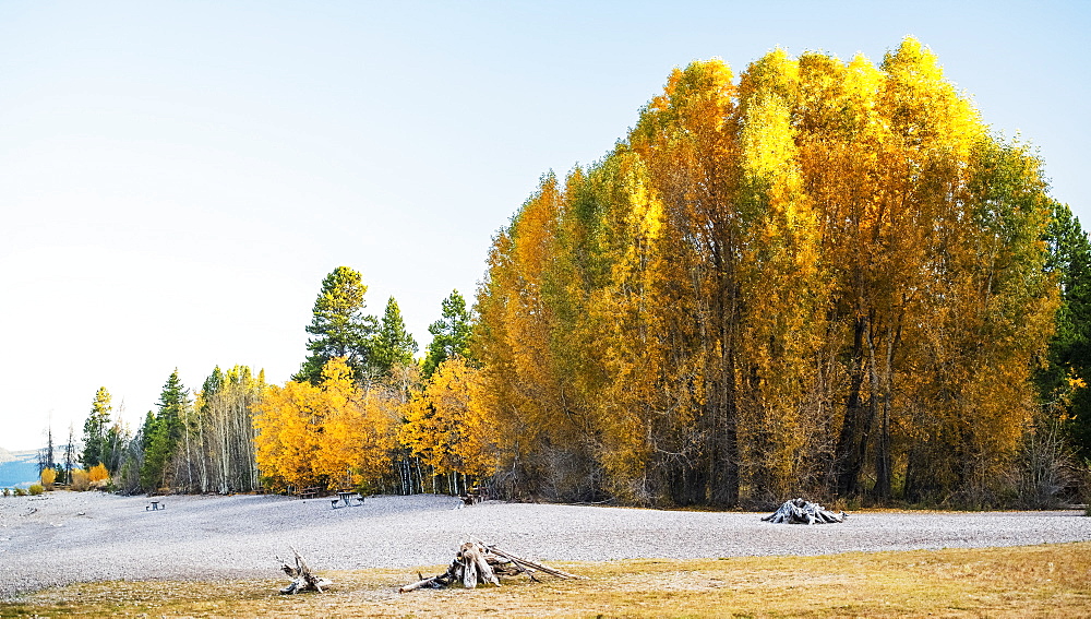 Autumn Coloured Trees Against A Blue Sky, United States Of America