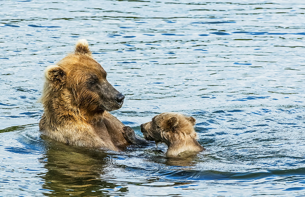 Brown Bear (Ursus Arctos) Sow Spending Time With Her Cub In The River, Alaska, United States Of America