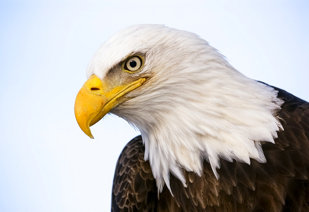 Bald Eagle (Haliaeetus Leucocephalus) With A Blue Sky Background, United States Of America