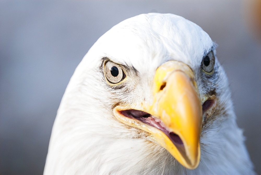 Bald Eagle (Haliaeetus Leucocephalus), United States Of America