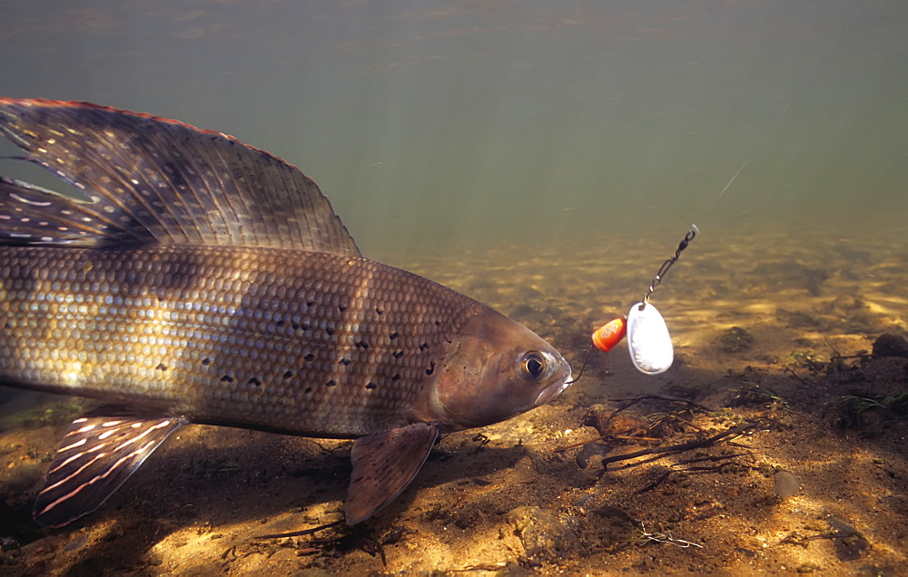 Arctic Grayling (Thymallus Arcticus) Underwater With Hook In Mouth, United States Of America