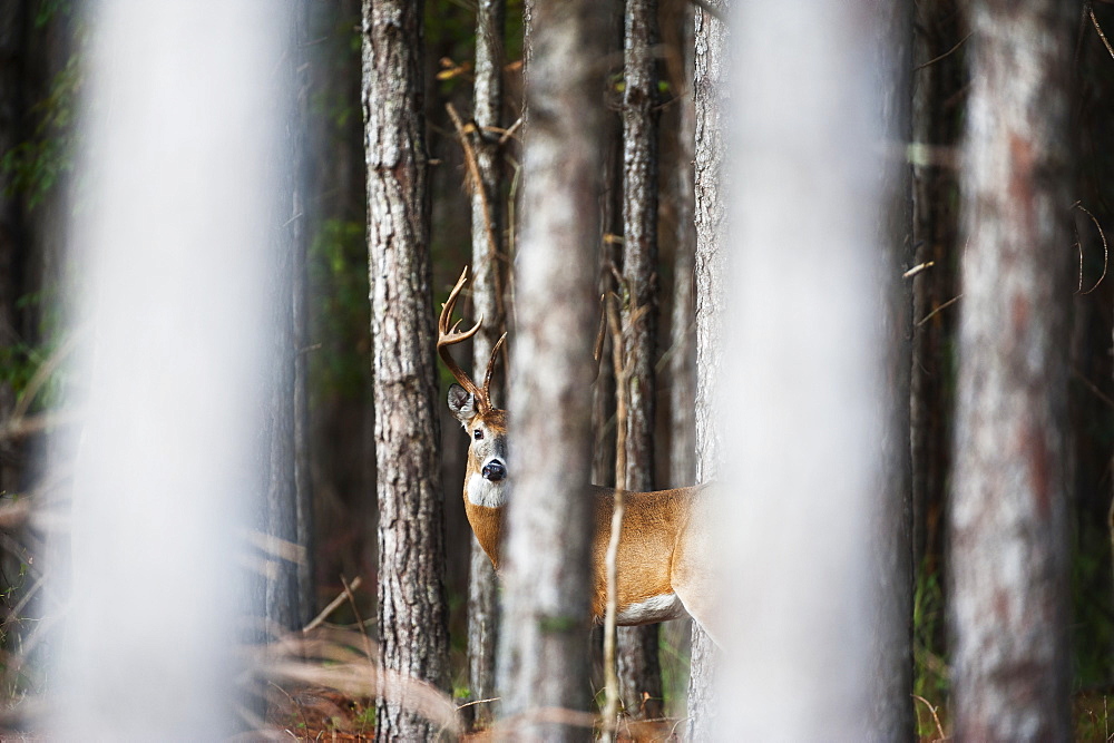 Whitetail (Odocoileus Virginianus) Buck In Thick Pines, Reddick, Florid, United States Of America