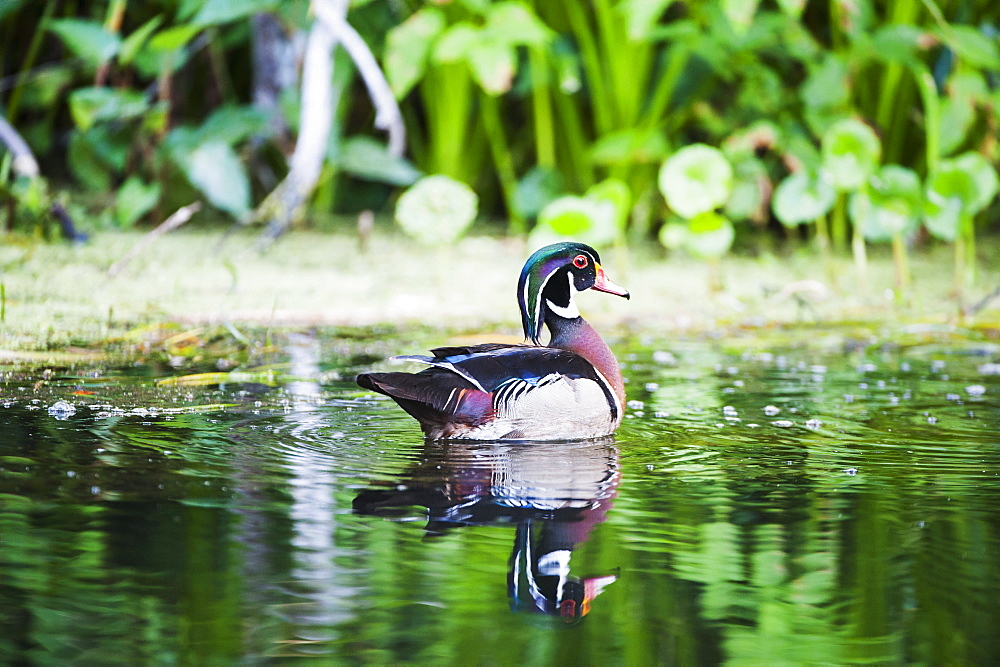 Carolina Duck (Aix Sponsa)