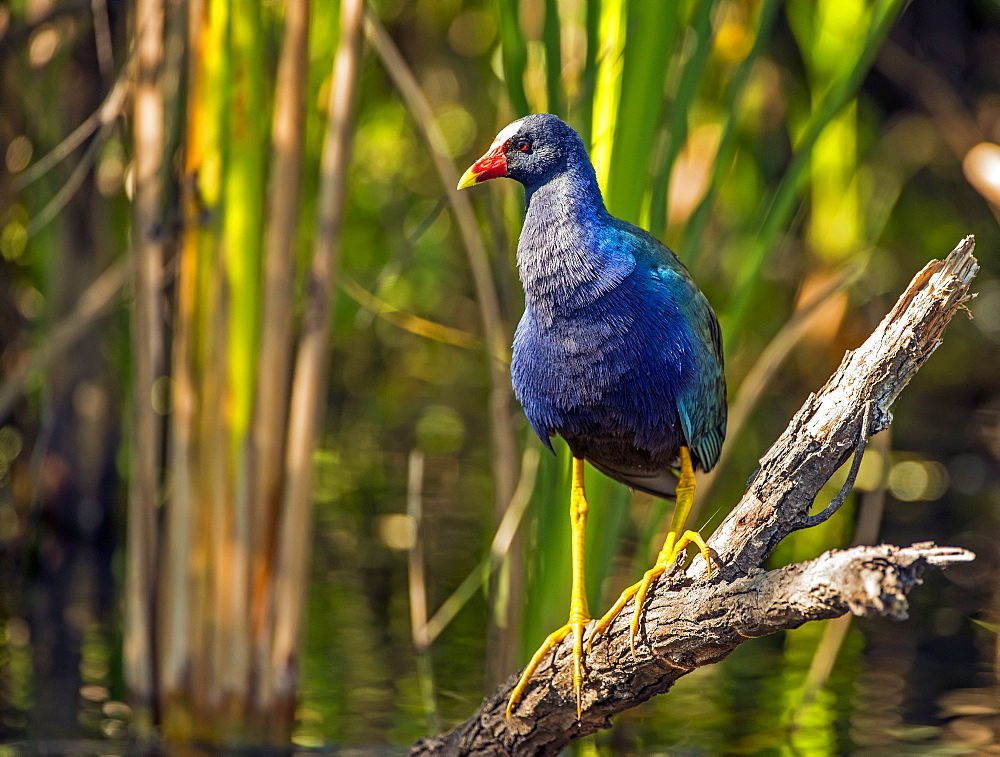 Purple Gallinule (Porphyrio Martinicus) In Search Of Moths