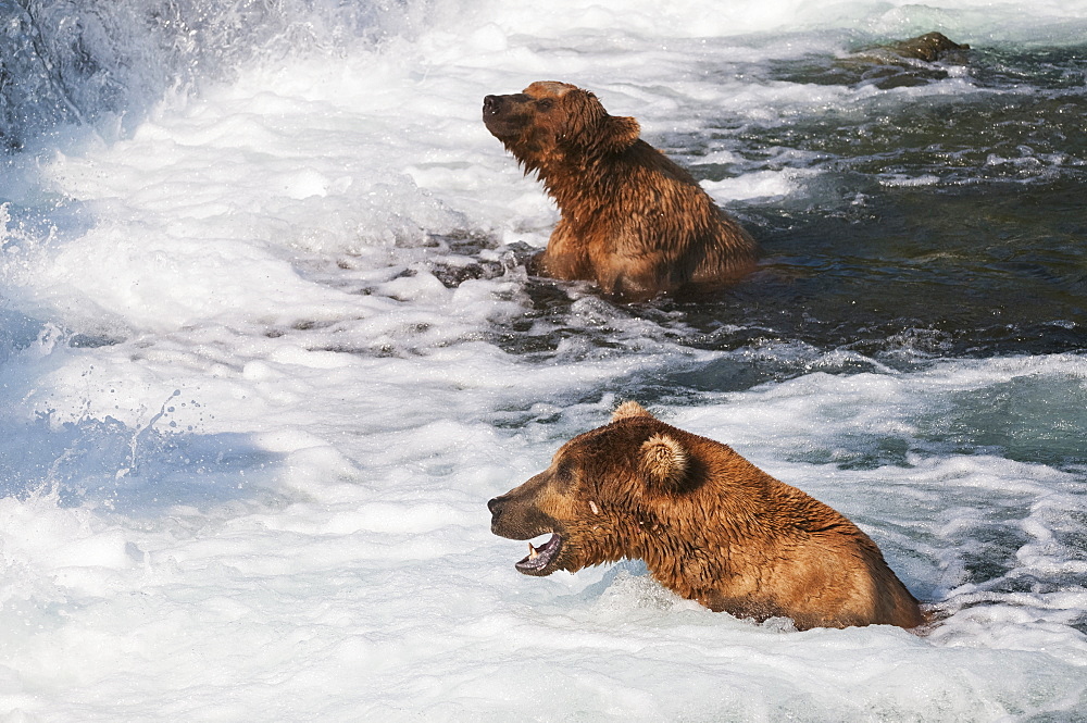 Brown Bears In The 'jacuzzi' At Brooks Falls Are Trusting The Confusion Of This Rolling Water To Help Them Catch Salmon, Katmai National Park, Southwest Alaska