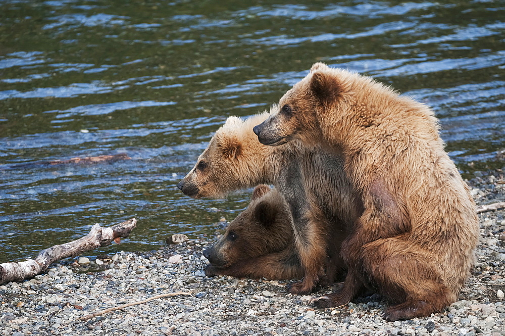 Two Year Old Triplet Cubs Wait While Their Mother Fishes For Salmon In Brooks River, Katmai National Park, Southwest Alaska