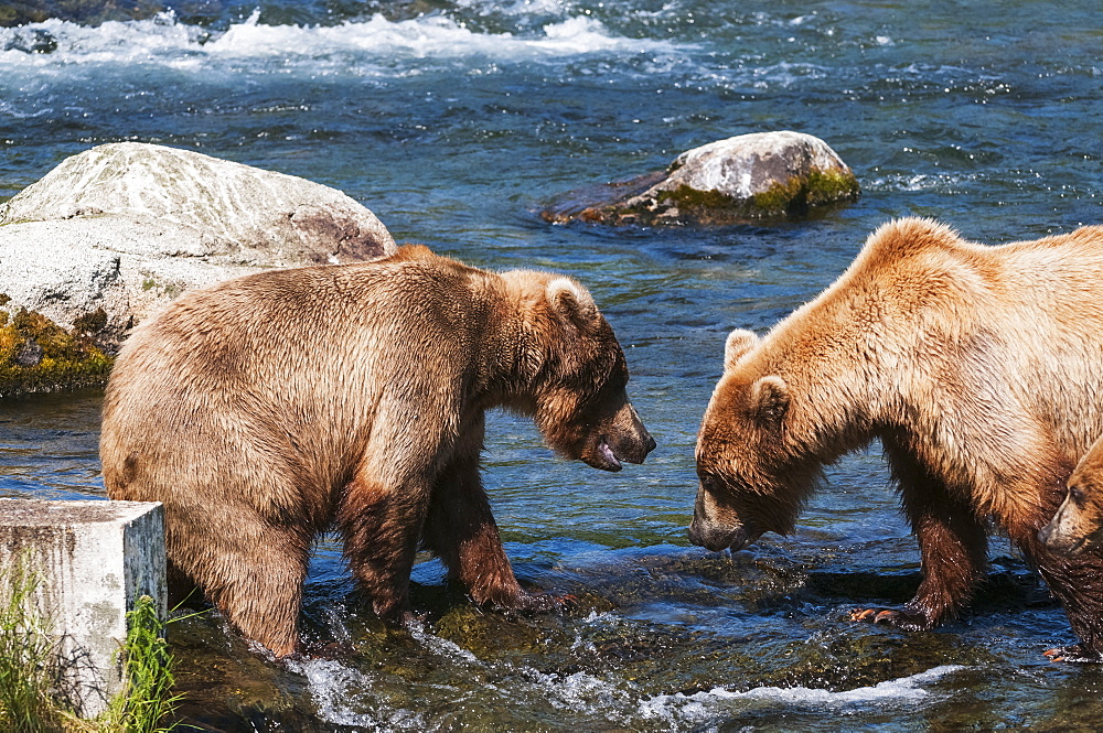 Brown Bears Face Off At Brooks Falls, Katmai National Park, Southwest Alaska