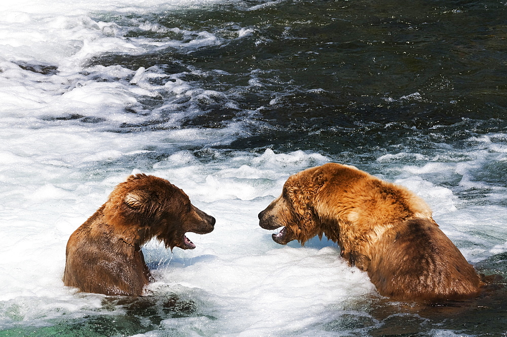 Brown Bears Face Off At Brooks Falls, Katmai National Park, Southwest Alaska