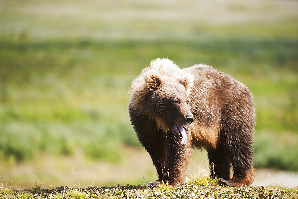 Brown Bear With Tongue Hanging Out, Katmai National Park, Southwest Alaska