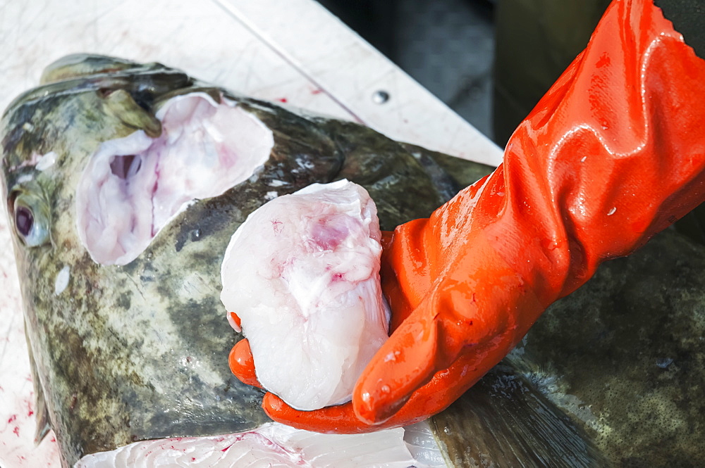 Fisherman Harvests Halibut Cheeks Which Are Considered A Delicacy, Alaska