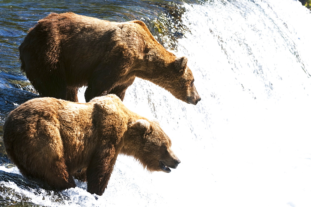 Two Brown Bears Fish At Brooks Falls, Katmai National Park, Southwest Alaska