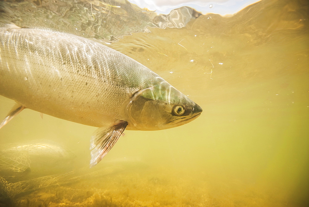 Underwater View Of A Sockeye Salmon, Alaska