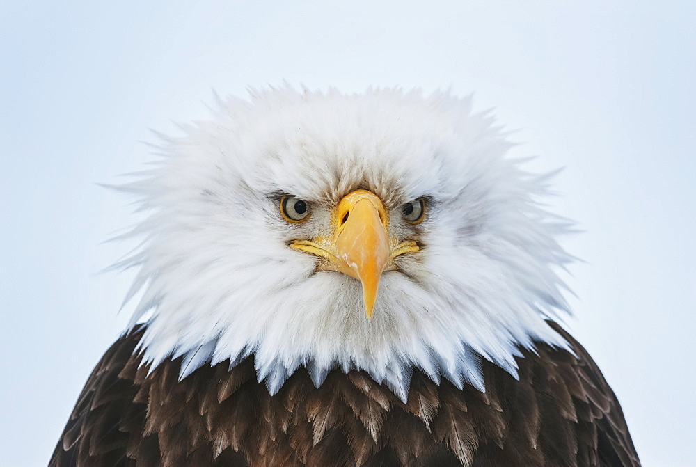 Portrait Of A Bald Eagle Puffed Up At 25 Degrees Below Zero, Homer, Kenai Peninsula, Southcentral Alaska