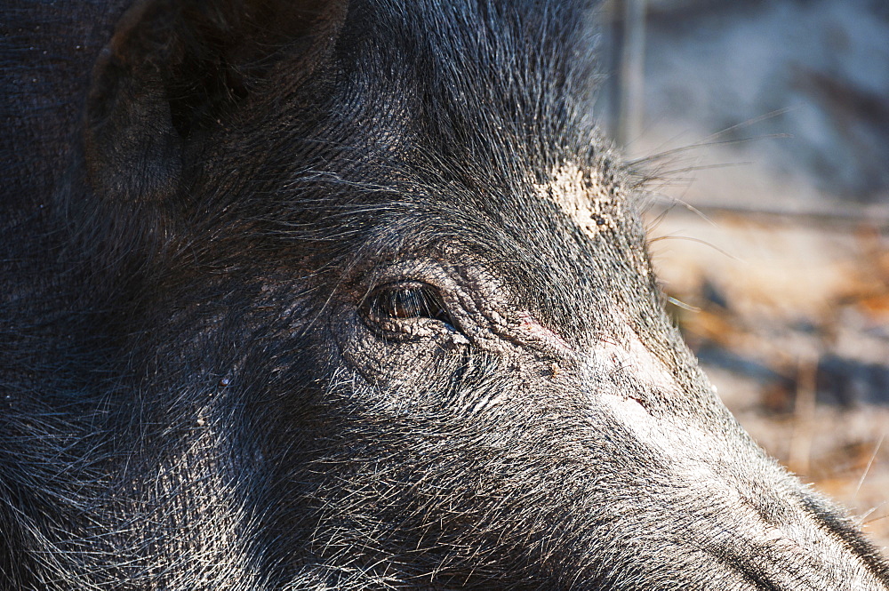 Close Up Of A Wild Hog, Gaitor, Florida, United States Of America