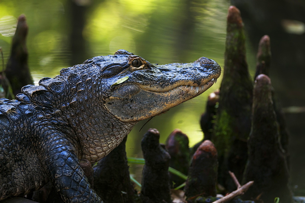 Alligator In The Cypress Knees, Silver Springs, Florida, United States Of America