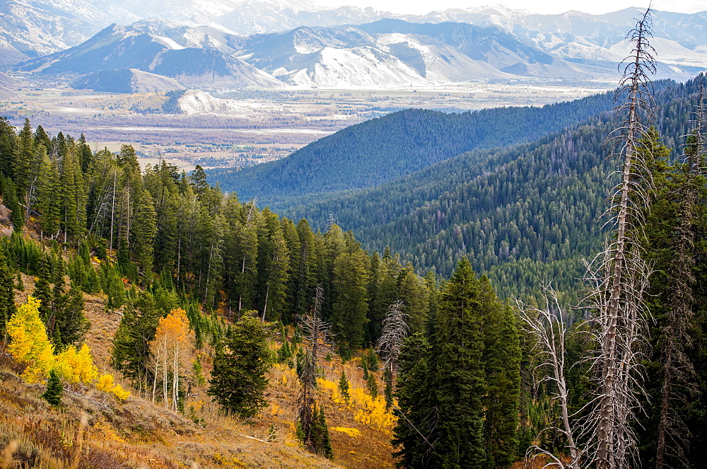 Landscape Of Pine Forests Over Mountains And A Rocky Mountain Range In The Distance, The View Coming Into Jackson Hole, Wyoming, United States Of America