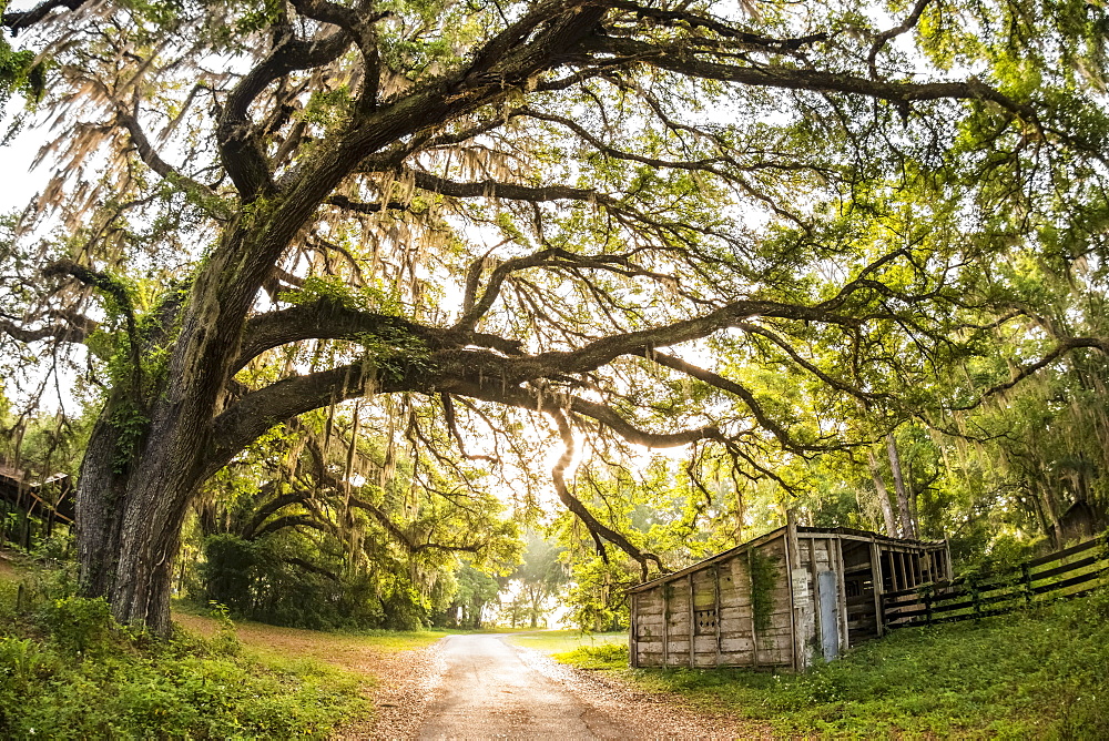 Entrance To A Florida Cattle Ranch, Gaitor, Florida, United States Of America