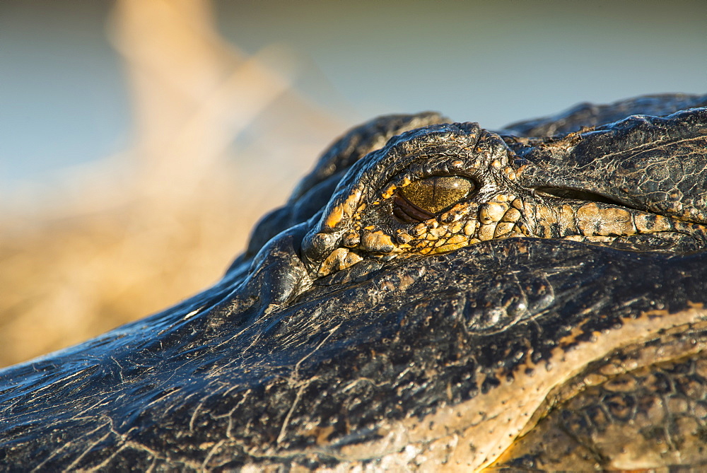 Alligator Eye (Alligator Mississippiensis), Gainesville, Florida, United States Of America