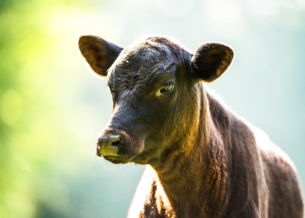 Free Range Angus Calf, Gaitor, Florida, United States Of America