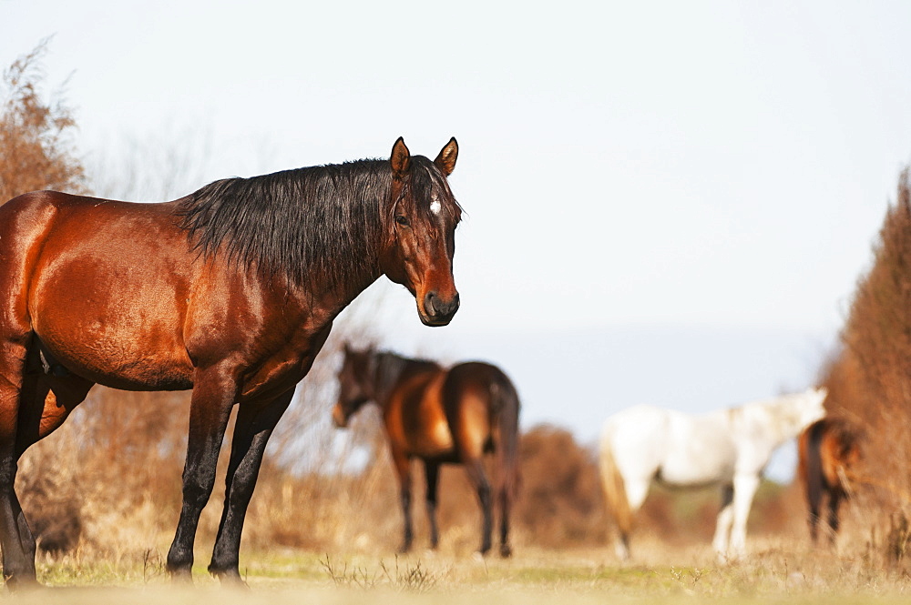 Wild Andalusian Horse At A Low Angle, Gainesville, Florida, United States Of America