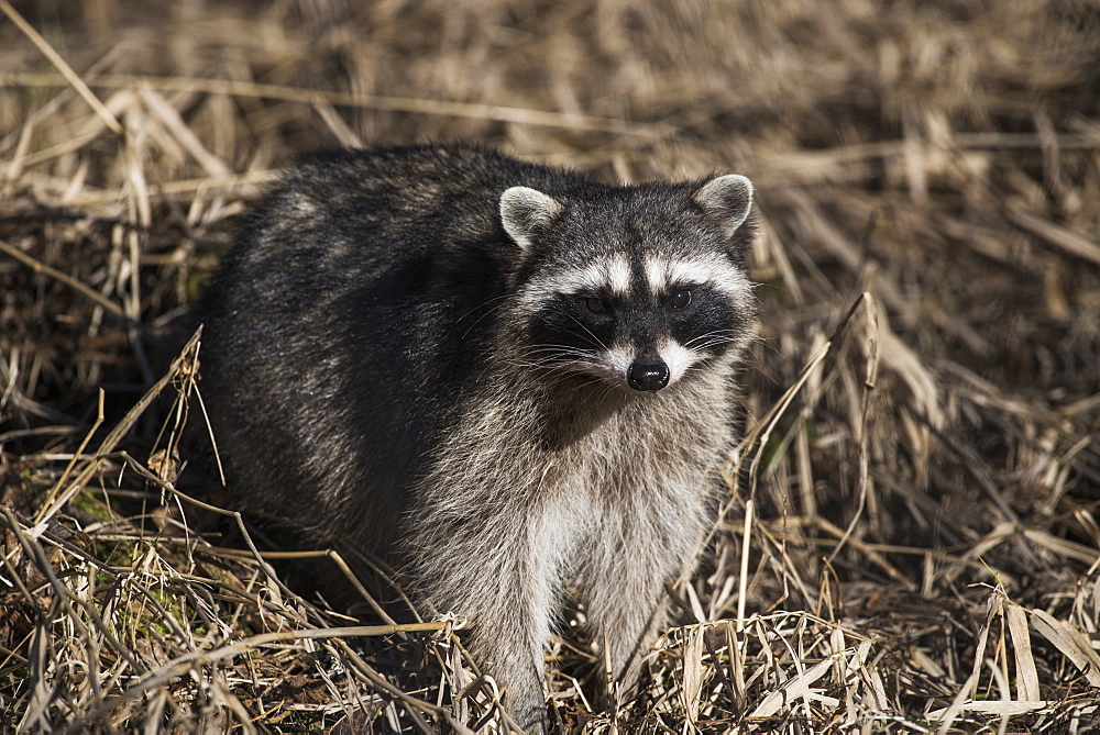 A Raccoon (Procyon Lotor) Prowls In The Brush, Ridgefield, Washington, United States Of America