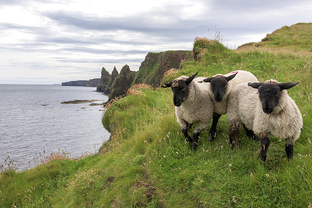 Sheep Standing On The Grass On The Shore With A View Of The Coastline, John O'groats, Highlands, Scotland