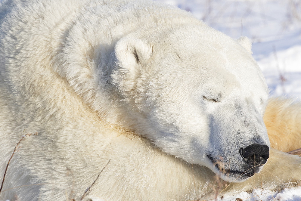 Polar Bear (Ursus Maritimus) Sleeping, Churchill, Manitoba, Canada