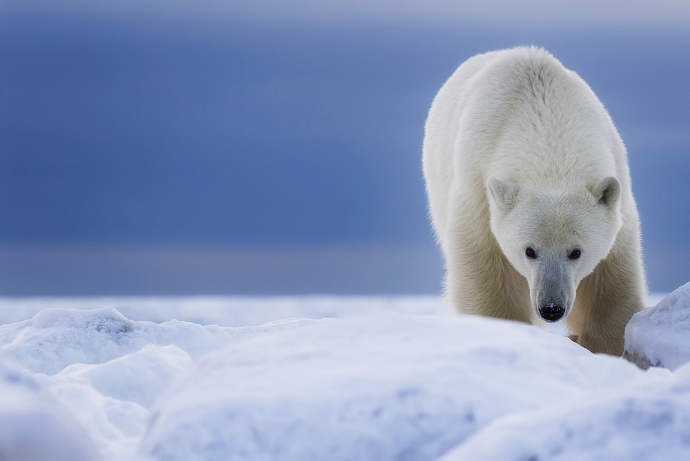 Polar Bear (Ursus Maritimus), Churchill, Manitoba, Canada