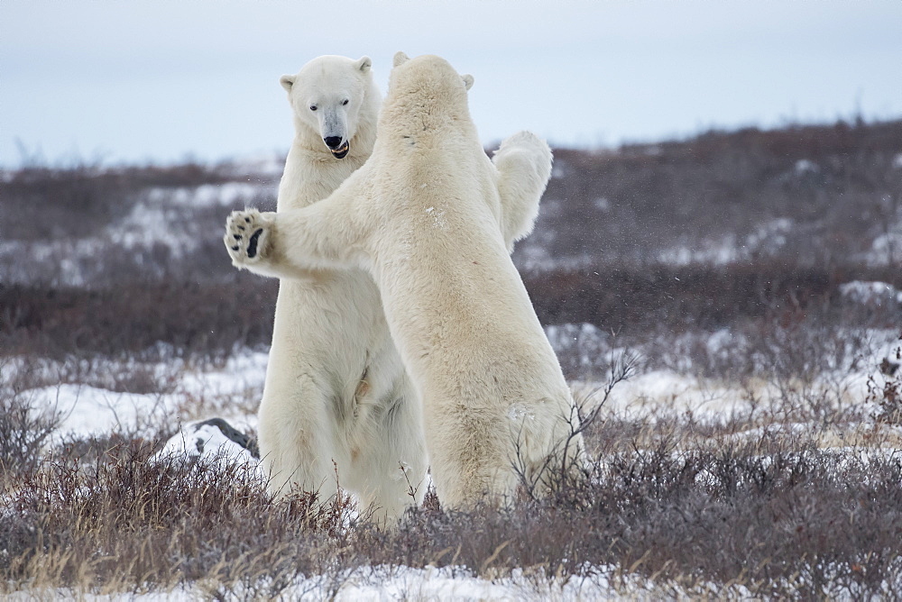 Polar Bears (Ursus Maritimus) Sparring On The Coast Of Hudson Bay, Manitoba, Canada