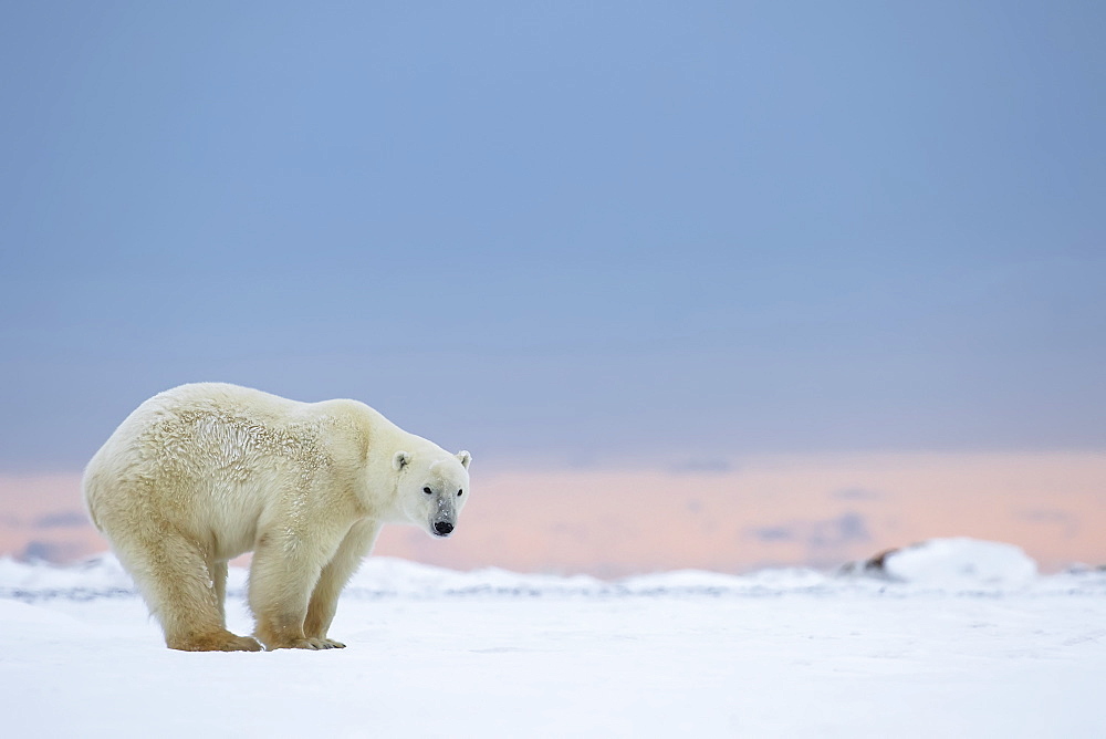 Polar Bear (Ursus Maritimus) Standing On The Snow At Sunrise, Churchill, Manitoba, Canada