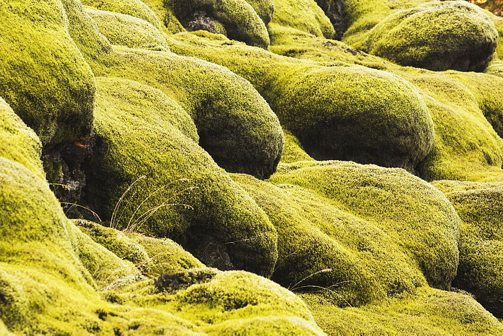 Moss Covered Lava, Iceland