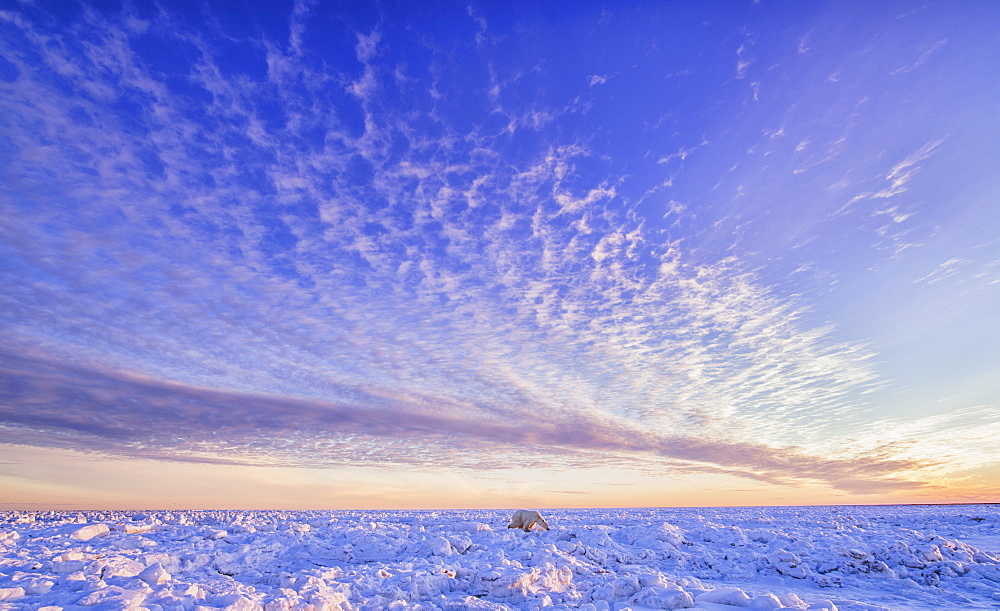 Polar Bear (Ursus Maritimus) Along The Hudson Bay Coast At Sunset Waiting For The Bay To Freeze Over, Churchill, Manitoba, Canada