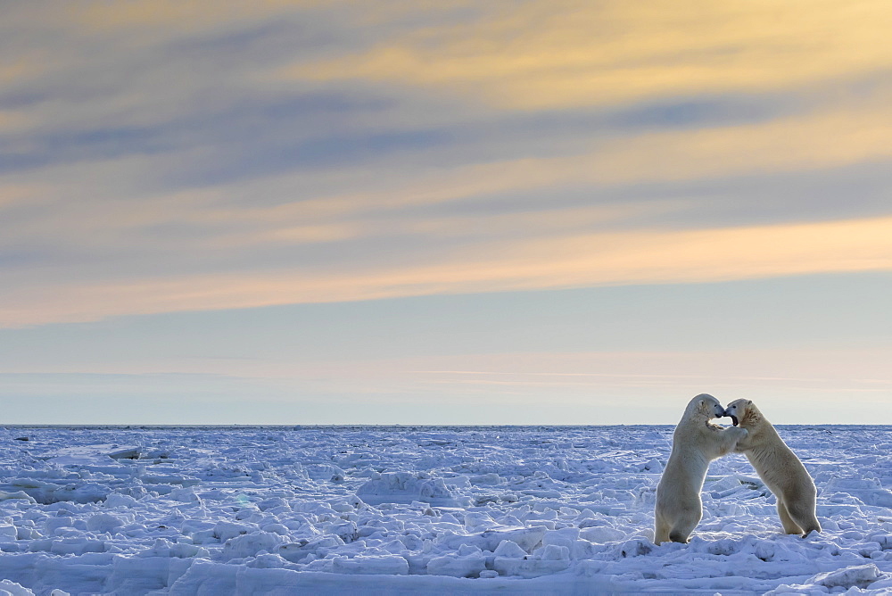Polar Bears (Ursus Maritimus) Sparring On The Coast Of Hudson Bay, Manitoba, Canada