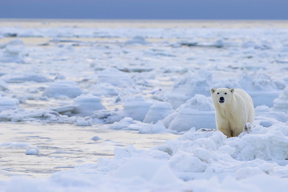 Polar Bear (Ursus Maritimus) Along The Hudson Bay Coast Waiting For The Bay To Freeze Over, Manitoba, Canada
