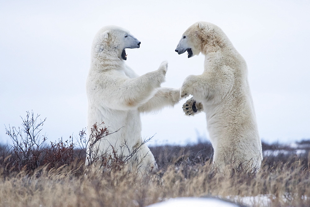 Polar Bears Sparring On The Coast Of Hudson Bay, Manitoba, Canada