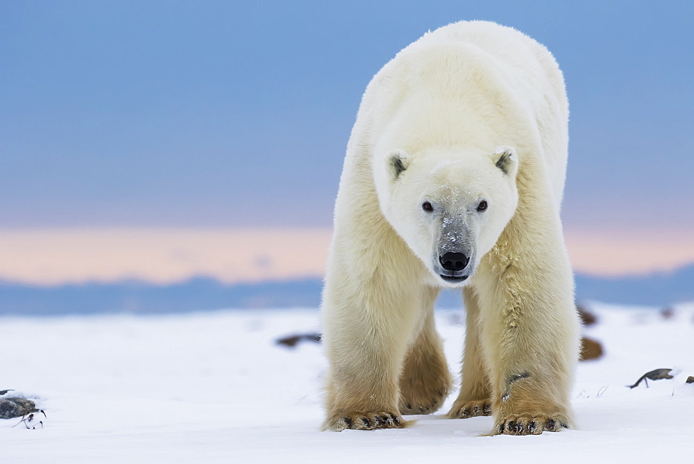 Polar Bear (Ursus Maritimus) Along The Hudson Bay Coastline Waiting For The Bay To Freeze Over, Churchill, Manitoba, Canada