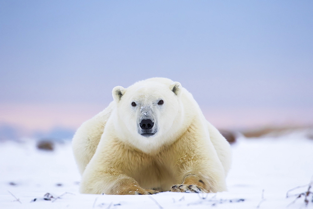 Polar Bear (Ursus Maritimus) Along The Hudson Bay Coastline Waiting For The Bay To Freeze Over, Churchill, Manitoba, Canada