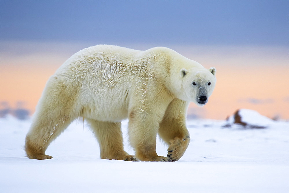 Polar Bear (Ursus Maritimus) Along The Hudson Bay Coastline Waiting For The Bay To Freeze Over, Churchill, Manitoba, Canada
