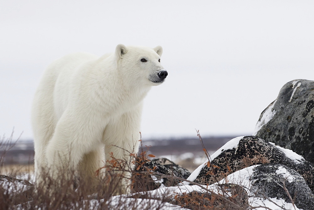 Polar Bear (Ursus Maritimus) Along The Hudson Bay Coastline Waiting For The Bay To Freeze Over, Churchill, Manitoba, Canada